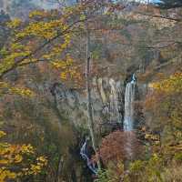 ใบไม้เปลี่ยนสี nikko