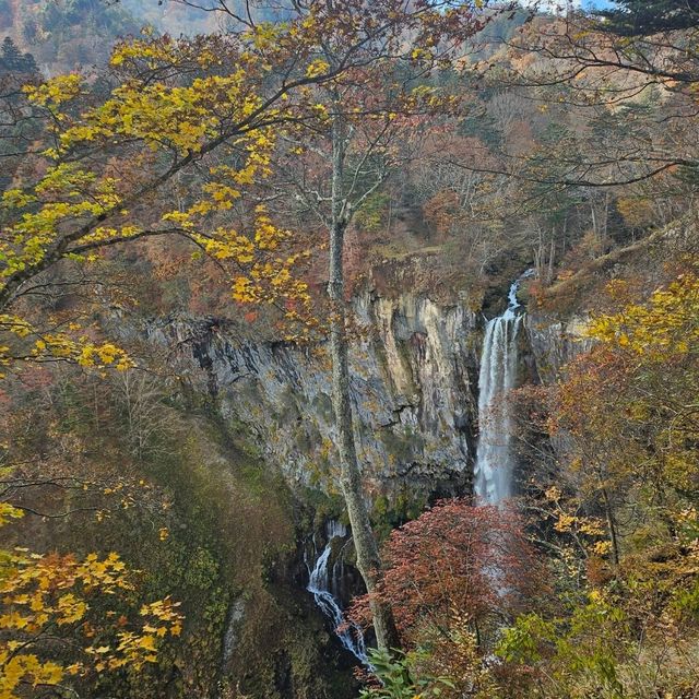 ใบไม้เปลี่ยนสี nikko