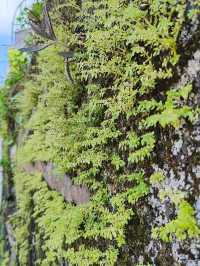 輕鬆行 小夏威夷徑