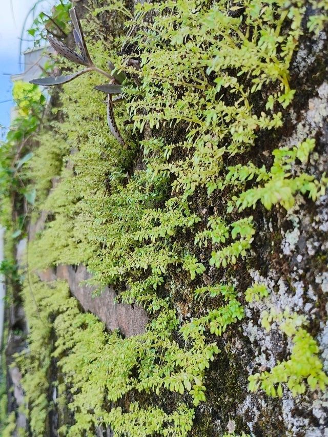 輕鬆行 小夏威夷徑