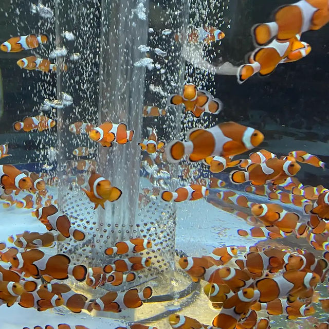【千葉】シャチショーが見れる水族館