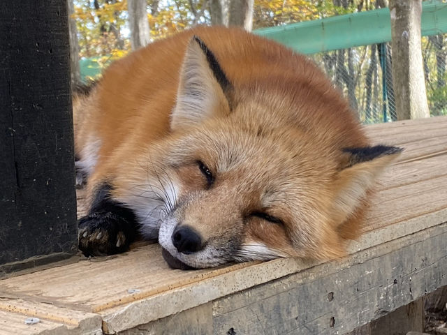 宮城蔵王キツネ村でたくさんのキツネと触れ合ってきた！