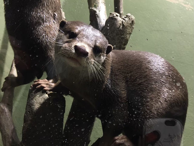 【品川🇯🇵】アクアパーク品川