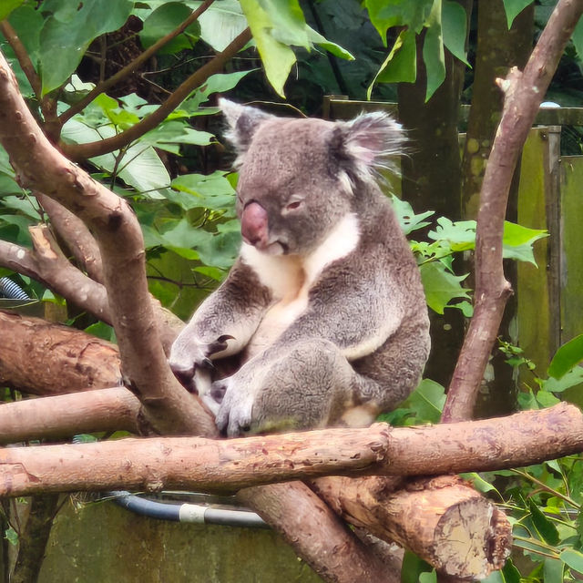 台灣最大的動物園 — 臺北市立動物園🐾