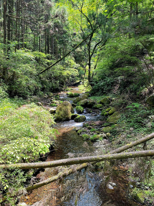奧多摩町的隱藏自然瑰寶：東京行程中的靜謐綠洲⛰️🌿