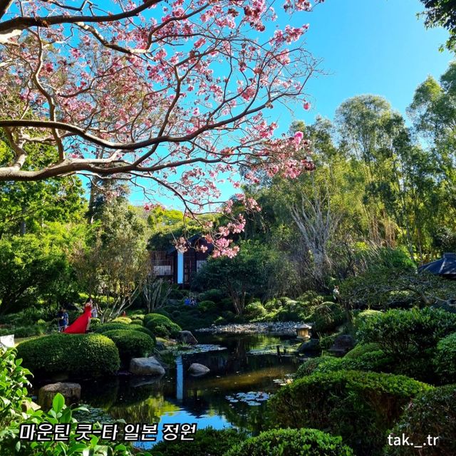 호주 브리즈번 마운틴 쿳-타 전망대와ㅡ식물원🇦🇺