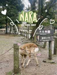 NARA🦌 in One Day: Where History and Nature Embrace