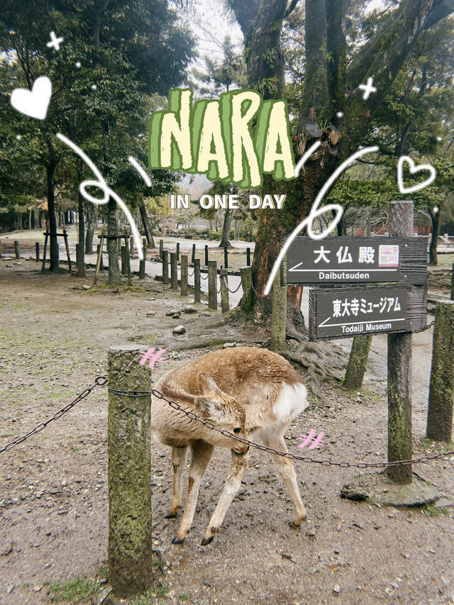 NARA🦌 in One Day: Where History and Nature Embrace