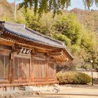 Jeonju Hyanggyo: A Serene Stroll Among Ginkgo Trees