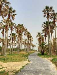 제주의 야자수를 느낄 수 있는 해변 🌴