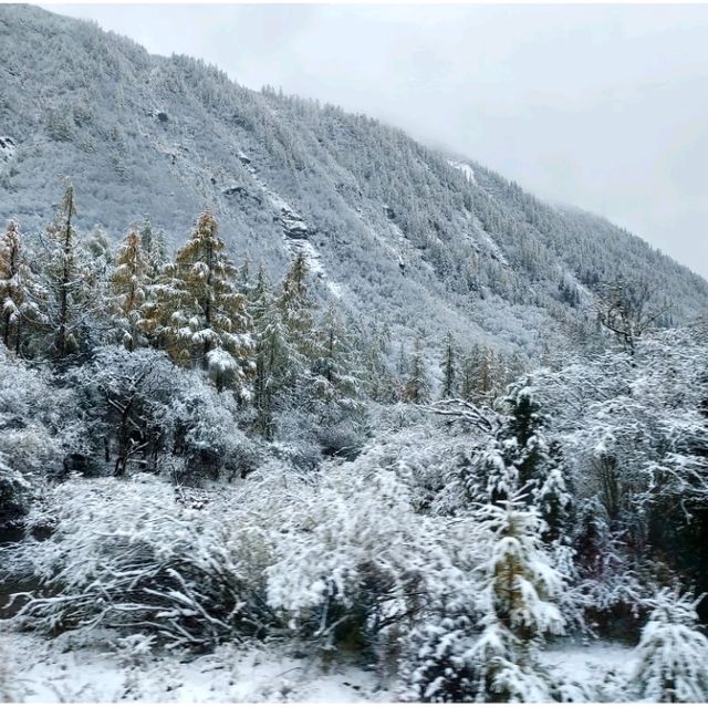 Snow @ Siguniangshan