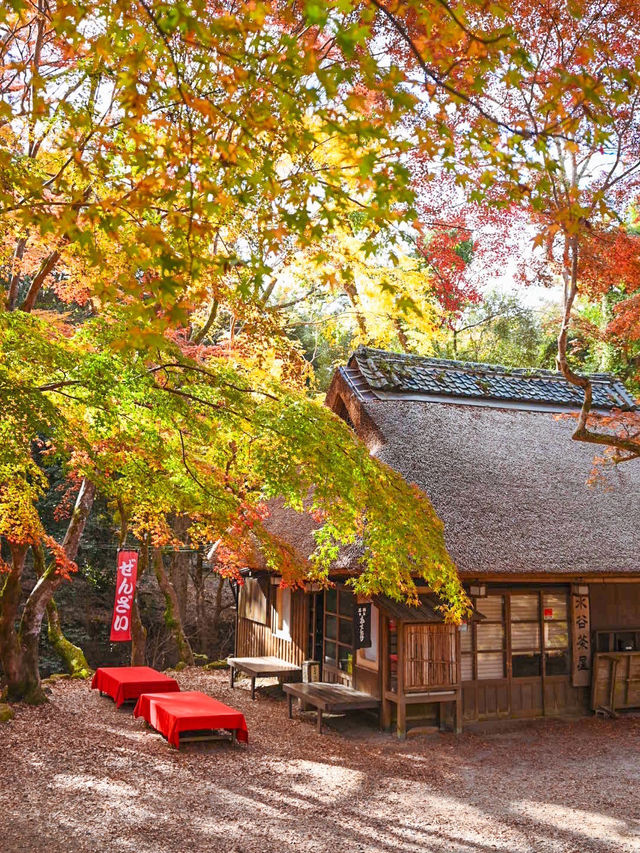 【奈良】タイムスリップしたような古民家カフェ×紅葉