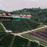 ทุ่งดอกไม้บนเนินเขา ที่ ไฮเดรนเยีย คาเฟ่ เขาค้อ