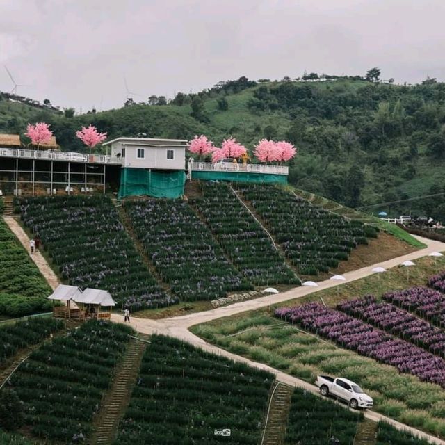 ทุ่งดอกไม้บนเนินเขา ที่ ไฮเดรนเยีย คาเฟ่ เขาค้อ