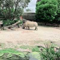 【NZ】オークランドの動物園🐱