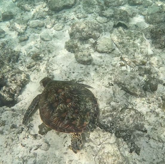 南国セブ🏝️🐬