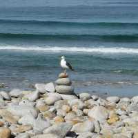 Discover the Splendid View of 17 miles drive at California
