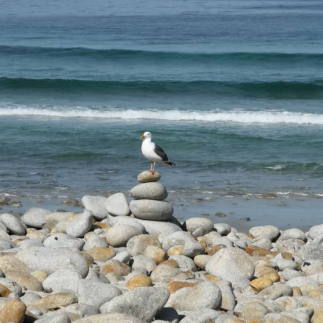 Discover the Splendid View of 17 miles drive at California