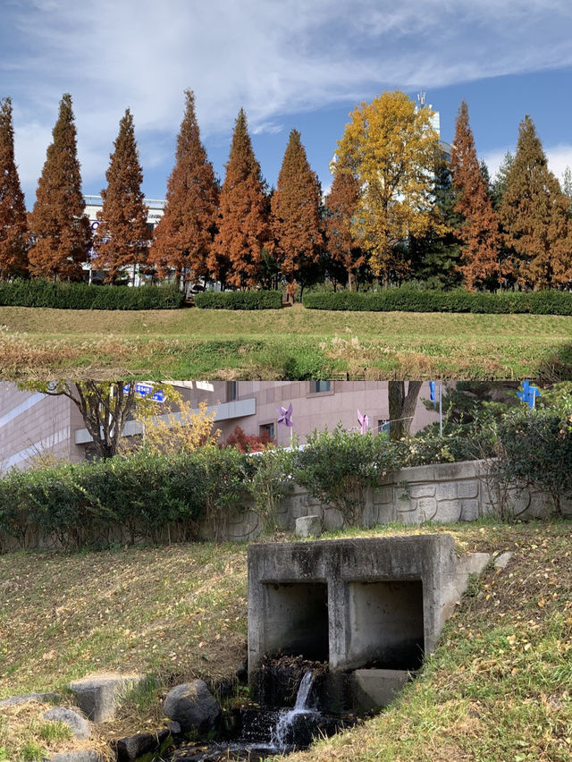 지금 달려가면 볼 수 있는 단풍 🍁