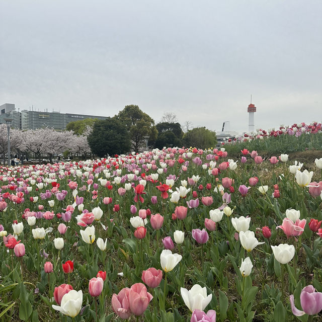 ทิวลิปบานที่ โอไดบะ