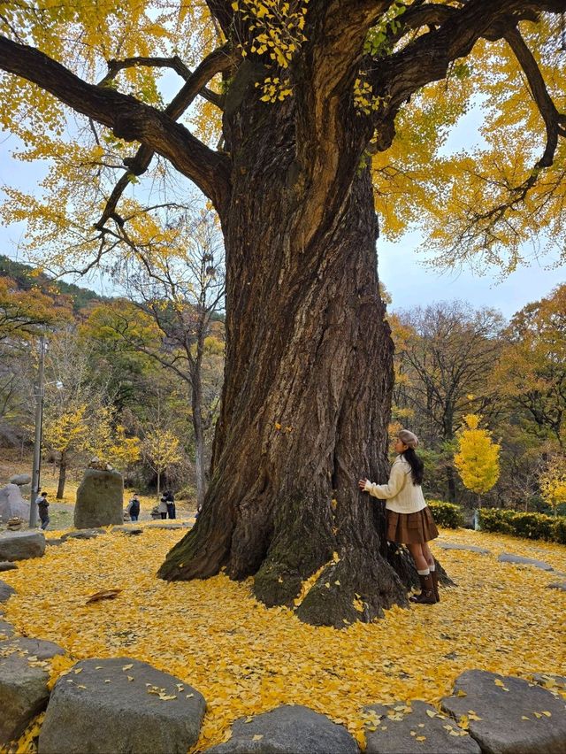 은행잎을 잡으면 소원이 이뤄지는곳💛