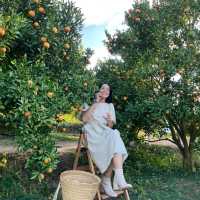 วิวดี ผลไม้หวาน ถ่ายรูปฟิน ที่จินจู 🍊🍊🍊