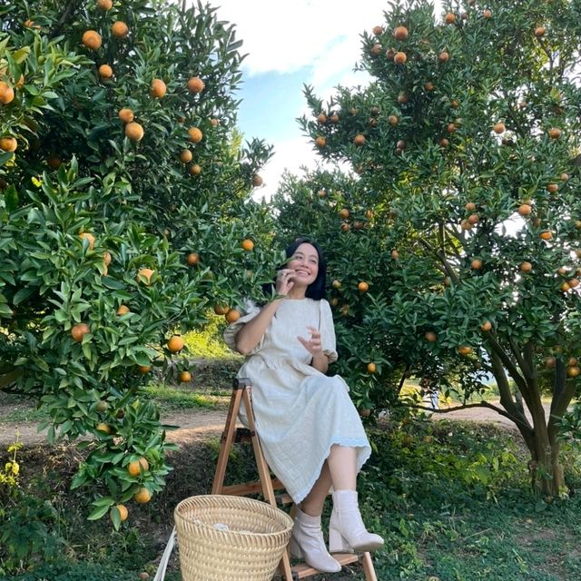 วิวดี ผลไม้หวาน ถ่ายรูปฟิน ที่จินจู 🍊🍊🍊