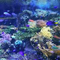 名古屋旅遊～名古屋水族館