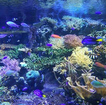 名古屋旅遊～名古屋水族館