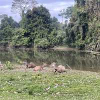 Khao Yai national park