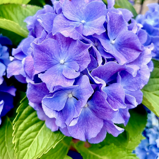 約會在紫色浪漫的童話莊園～噢哈娜