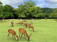 Make the most out of Nara