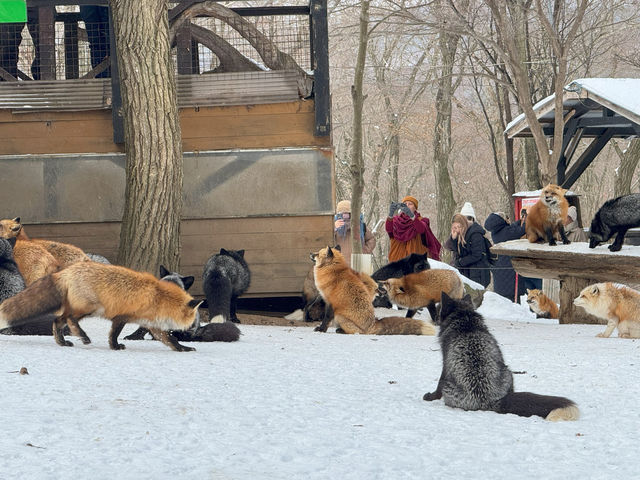 Feeling Foxy at Zao Fox Village