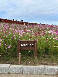 【国営ひたち海浜公園】コキアの真っ赤な絨毯に感動🍁