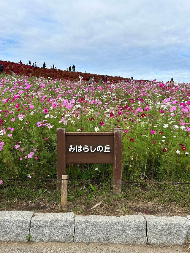 【国営ひたち海浜公園】コキアの真っ赤な絨毯に感動🍁