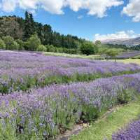 Wanaka Lavender Farm's Tranquil Charm