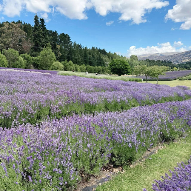 Wanaka Lavender Farm's Tranquil Charm