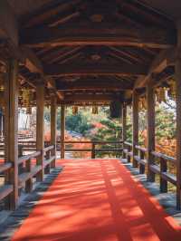 🍁✨ 秋の光明寺で紅葉のトンネルを体感しよう ✨🍁