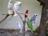 Feathers, Fun, and Nature: Discover the Magic of KL Bird Park