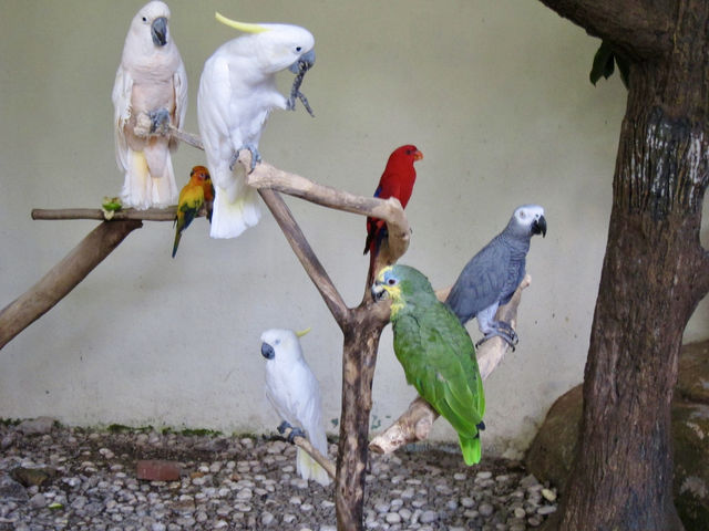 Feathers, Fun, and Nature: Discover the Magic of KL Bird Park