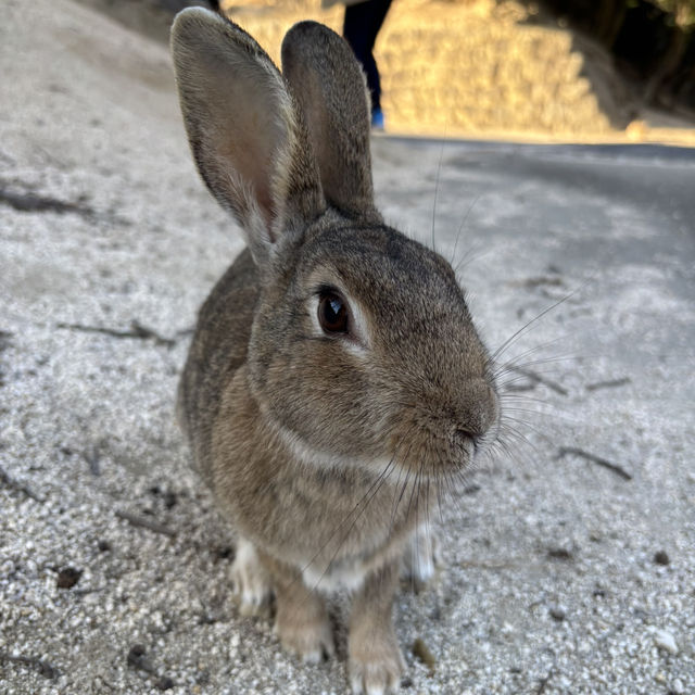 うさぎの島でめっちゃ癒された！