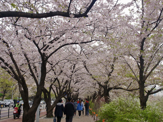 Cherry Blossoms Aren’t Just in Japan, Seoul Has Them Too: Yeouido Hangang Park