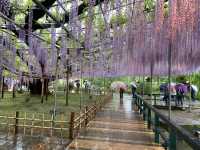 🇯🇵 東京近郊紫藤花💜