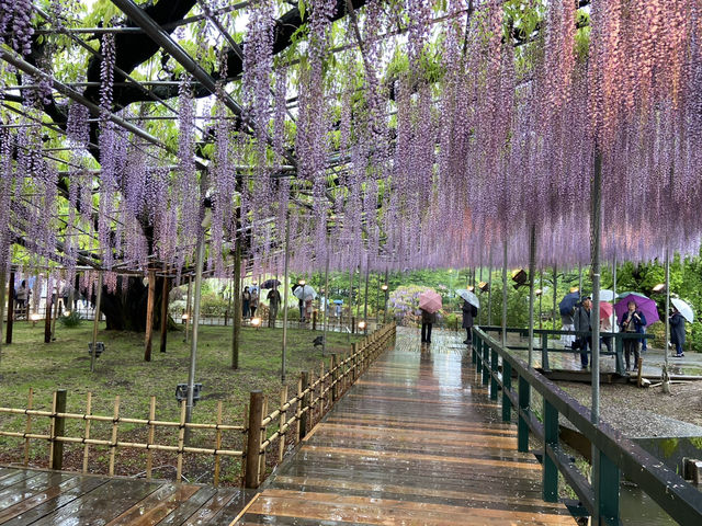 🇯🇵 東京近郊紫藤花💜