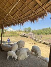 🐑 ม่อนแกะ เขาค้อ 🐏🐑🐑