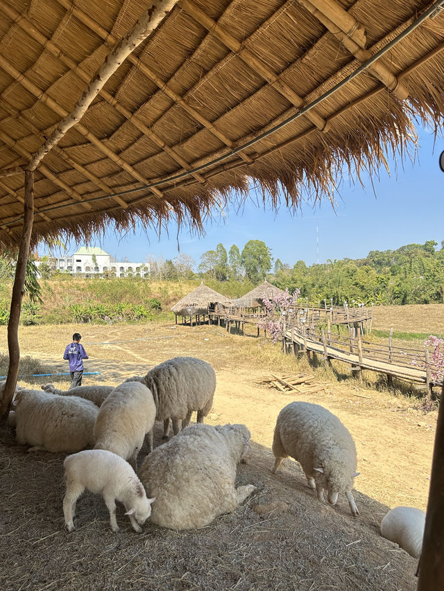 🐑 ม่อนแกะ เขาค้อ 🐏🐑🐑