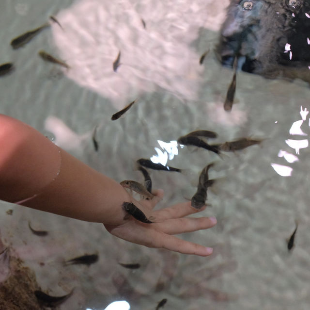 【 超夢幻非一般的海洋體驗 | DMM水族館 】