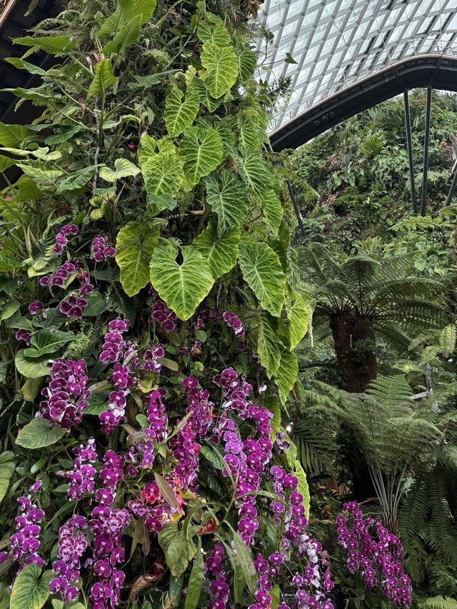 🌿✨ 新加坡必訪夢幻花園——濱海灣花園 ✨🌿
