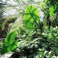 夢之島熱帶植物館～在“植物天堂裡的綠色奇境”中漫遊 🌴🌺