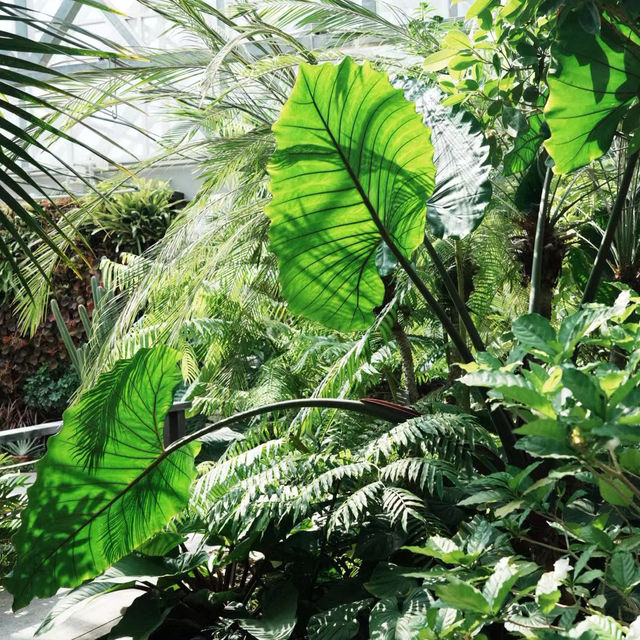 夢之島熱帶植物館～在“植物天堂裡的綠色奇境”中漫遊 🌴🌺